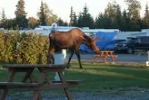 Photograph of Alaskan Angler RV Resort, Ninilchik