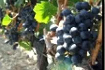 Photograph of Bistro Don Giovanni, Napa