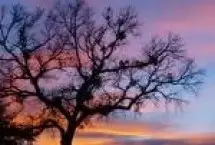 Photograph of Brownwood Shady Oaks, Brownwood