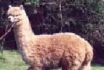 Photograph of Premier Alpacas of the Palouse, Uniontown