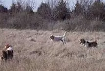 Photograph of Wild Wings Hunting, Scott City