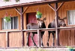 Photograph of White Moose Lodge, Denali National Park