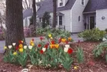 Photograph of Shaded Oaks Bed and Breakfast, Holland