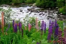 Photograph of Rapid River Fly Fishing LLC, Andover
