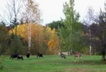 Photograph of Ed H. Henning County Park, Newaygo