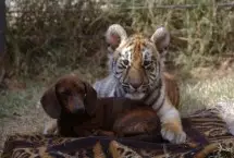 Photograph of GW Exotic Animal Memorial Park Lake Resort, Wynnewood