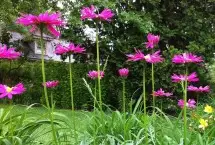 Photograph of Adamstown Inn Bed & Breakfast, Adamstown