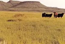 Photograph of Saddleback Mt RV Park, Balmorhea