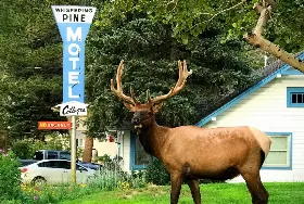 Photograph of Whispering Pines Cottages On The River, Estes Park