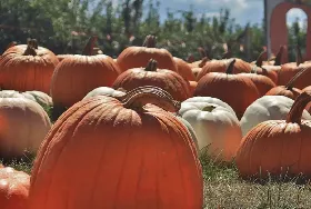 Photograph of Curtis Orchard & Pumpkin Patch, Champaign