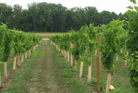 Photograph of Lasata Winery, Lawrenceville