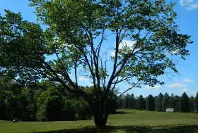 Photograph of Forest Ridge Park Family Camping, Larwill