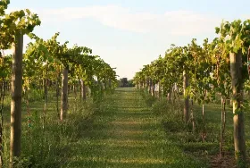 Photograph of Hartland Winery, Ashley