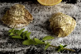 Photograph of Ostra, Boston