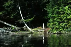 Photograph of Sylvania Wilderness And Recreation Area, Watersmeet