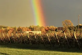 Photograph of 12 Corners Vineyards, Benton Harbor