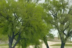 Photograph of Cottonwood Grove, Ogallala