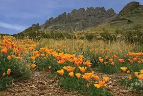 Photograph of Rockhound State Park, Deming