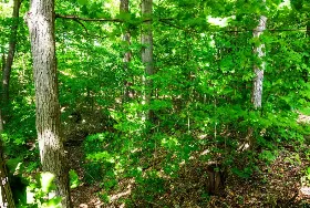 Photograph of Timber Ridge Campground, Amherst