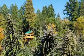 Photograph of Out’n’about Treehouse Treesort, Cave Junction