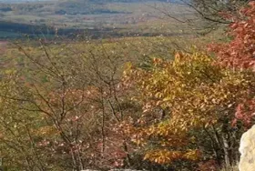 Photograph of Weiser State Forest, Aristes