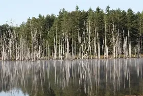 Photograph of Moshannon State Forest, Penfield
