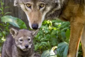 Photograph of Roger Williams Park Zoo & Carousel Village, Providence