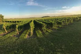 Photograph of With The Wind Vineyard & Winery, Rosholt