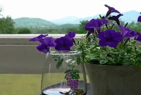 Photograph of Skyline Vineyard Inn, Washington