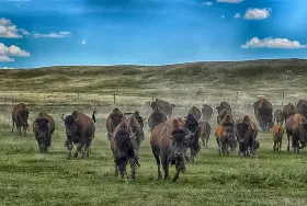 Photograph of Terry Bison Ranch, Cheyenne