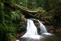Photograph of Lake Quinault Resort, Quinault