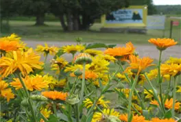 Photograph of Crosby's On The Chippewa, Cornell